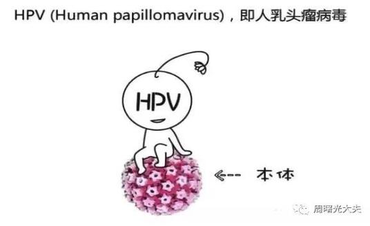 HPV病毒的“前世今生”