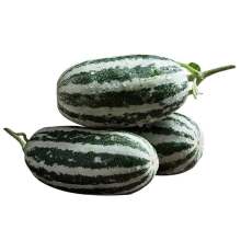 【寿光直供】博洋9号-瓜肉甘甜绵密 薄皮脆嫩果肉蜜 不催熟全程施有机肥。