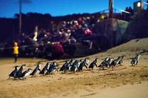 【早鸟特惠】多2澳币加享3园套票 墨尔本菲利普企鹅岛企鹅归巢门票(多看台可选)