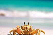 【早鸟特惠】玩转珀斯之七天六晚全景尽享之旅(粉红湖+尖峰石阵+波浪岩+玛格丽特河+天鹅谷)