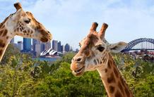 【早鸟特惠】悉尼塔龙加动物园门票Taronga zoo(可乘坐空中缆车+海港全景) 