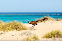 【酷到没朋友】西澳埃克斯茅斯八日海岸精华深度游(尖峰石阵+卡巴里+鲨鱼湾+珊瑚湾+珀斯往返）