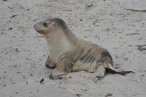 【早鸟特惠】阿德莱德袋鼠岛英文精华一日游(天天发团 海豹湾+猛禽救治中心)