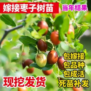 嫁接枣树苗沾化冬枣苗脆甜大青枣树苗果树苗南方北方种植当年结果