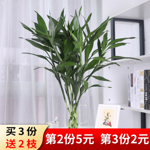 花盆花卉盆栽富贵竹水培植物包邮室内绿色盆景办公室植物净化空气