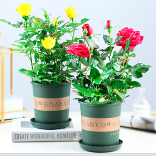 钻石玫瑰盆栽带花苞玫瑰花苗月季庭院花卉绿植浓香特大花四季开花