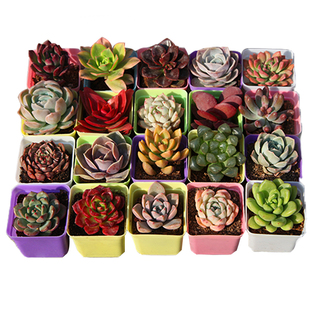 多肉植物肉肉盆栽带盆栽好套装组合肉肉植物多肉包邮特价清仓整箱