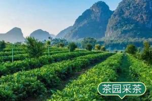 【典·生态】清远金龙洞淘金之旅、清远英德洞天仙境、清远英德九龙小镇2天＊入住景区松鼠森林木屋汤泉别墅