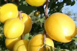 【代售】新疆轮台小白杏/预售