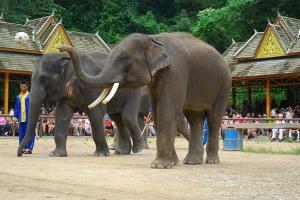【西双版纳 当地玩乐】野象谷、基诺山寨景区一日游（一定行）