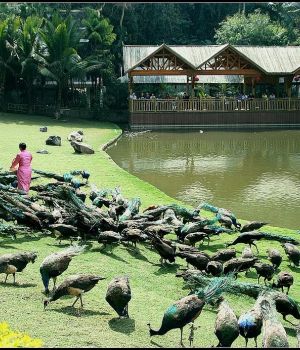 昆明大理丽江泸沽湖西双版纳11天10晚全景游